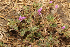 Erodium cicutarium