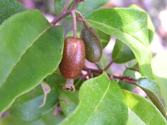 Elaeagnus triflora