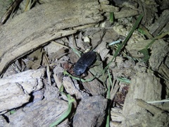 Asiopus minimus