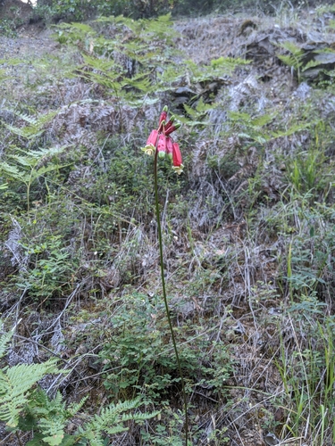 Image of Dichelostemma ida by no rights reserved