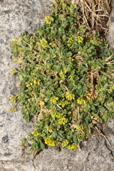 Medicago lupulina