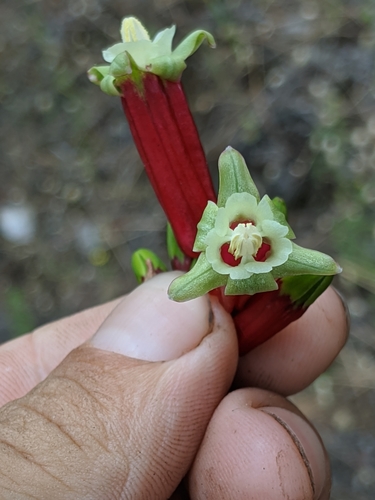Image of Dichelostemma ida by no rights reserved