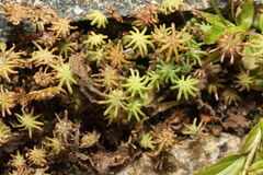 Marchantia polymorpha