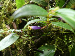 Columnea katzensteiniae
