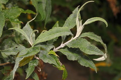 Buddleja davidii