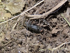 Asiopus minimus