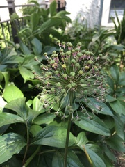 Allium