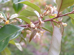 Elaeagnus triflora