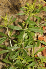 Galium aparine