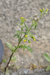 Senecio vulgaris