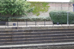 Branta canadensis