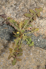 Sonchus oleraceus