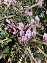 Trifolium nanum