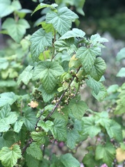 Ribes nigrum