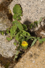 Sonchus oleraceus