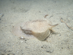 Pleurobranchaea meckeli