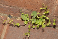 Stellaria media