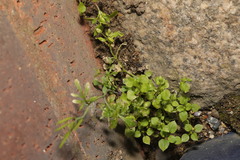 Stellaria media