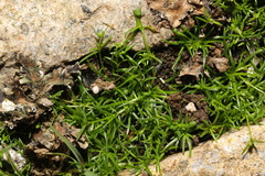 Sagina procumbens