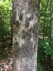 Quercus × fernowii