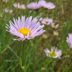 Erigeron decumbens