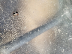 Calligrapha confluens