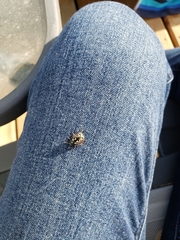 Calligrapha confluens