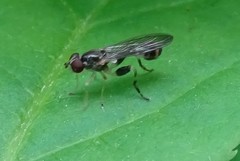 Sphegina