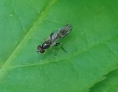 Sphegina