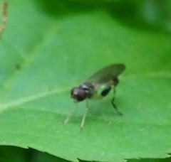 Sphegina