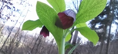 Scopolia carniolica