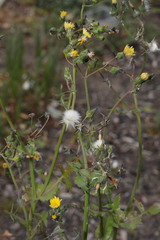 Sonchus oleraceus