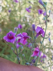 Penstemon thurberi