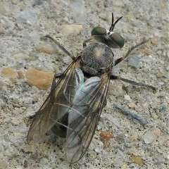 Atomosia melanopogon