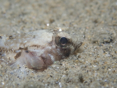 Pomatoschistus pictus