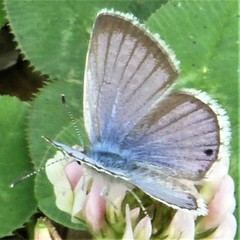 Echinargus isola