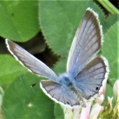 Echinargus isola