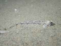 Pomatoschistus pictus