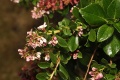 Escallonia rubra