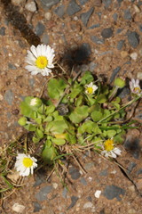 Bellis perennis