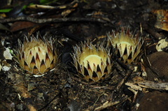 Langsdorffia hypogaea