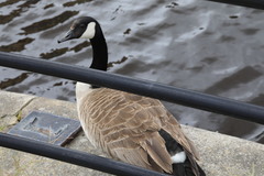 Branta canadensis