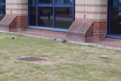 Columba palumbus