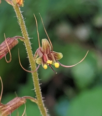 Tolmiea diplomenziesii