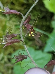 Tolmiea diplomenziesii