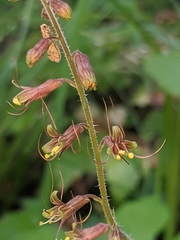 Tolmiea diplomenziesii