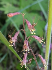 Tolmiea diplomenziesii