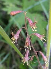 Tolmiea diplomenziesii