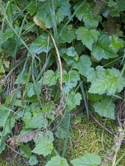 Tolmiea diplomenziesii