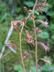 Tolmiea diplomenziesii